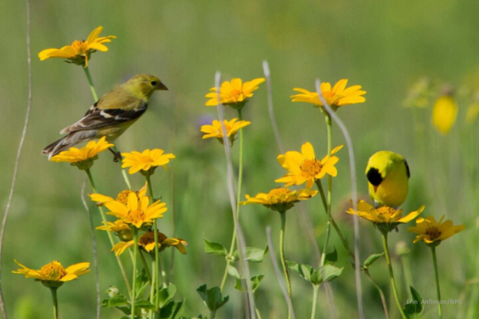 National Wildlife Federation Action Fund Presses Ernst to Invest in Our National Parks, Outdoor Recreation Economy