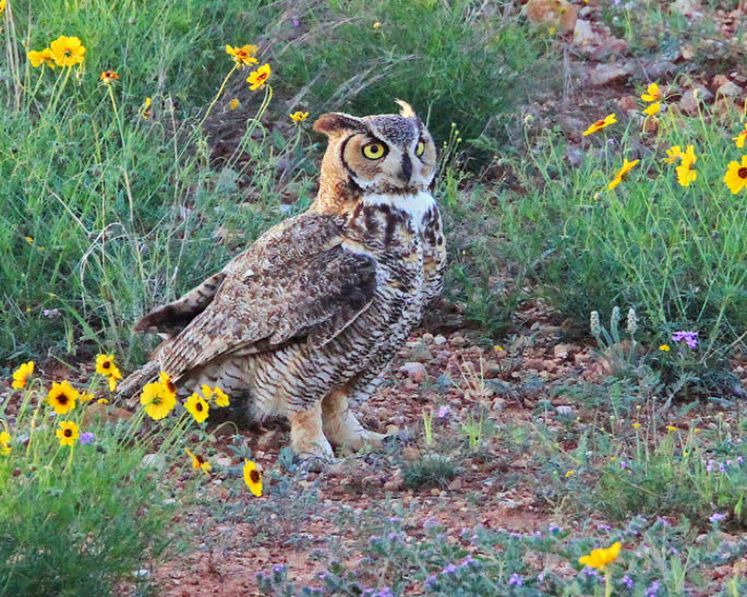 National Wildlife Federation Action Fund Endorses Rep. Cuellar for Re-Election